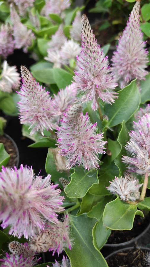 Ptilotus extenuatus flower