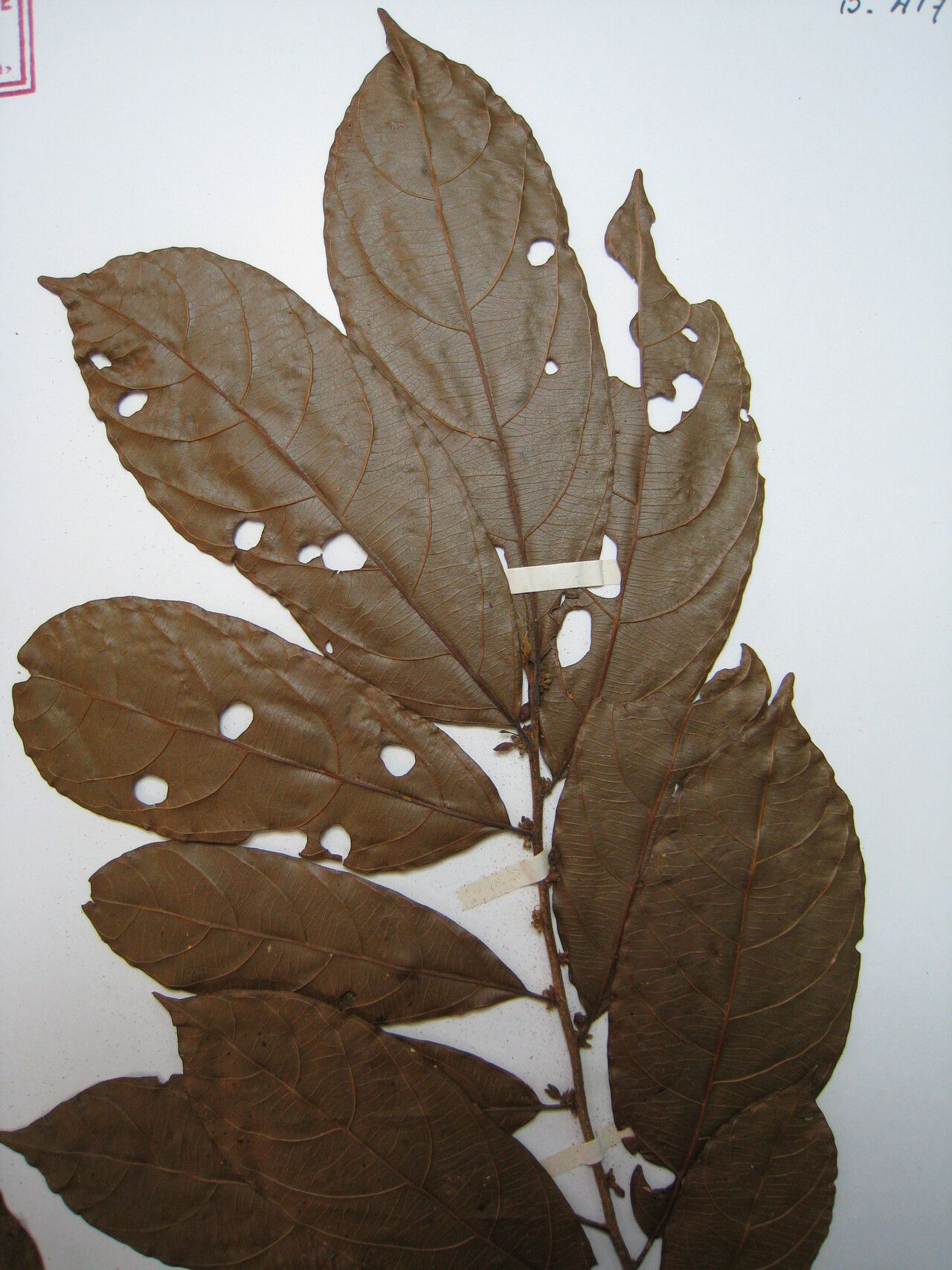 Casearia negrensis — houseplant care guide