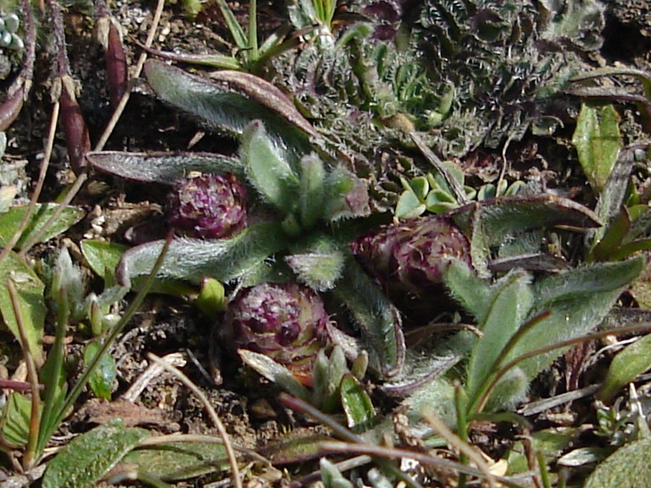 Bougueria nubicola habit