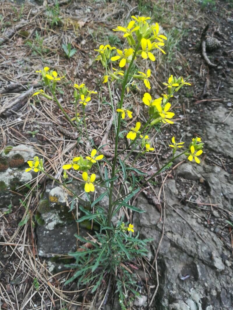 Erysimum crepidifolium — houseplant care guide