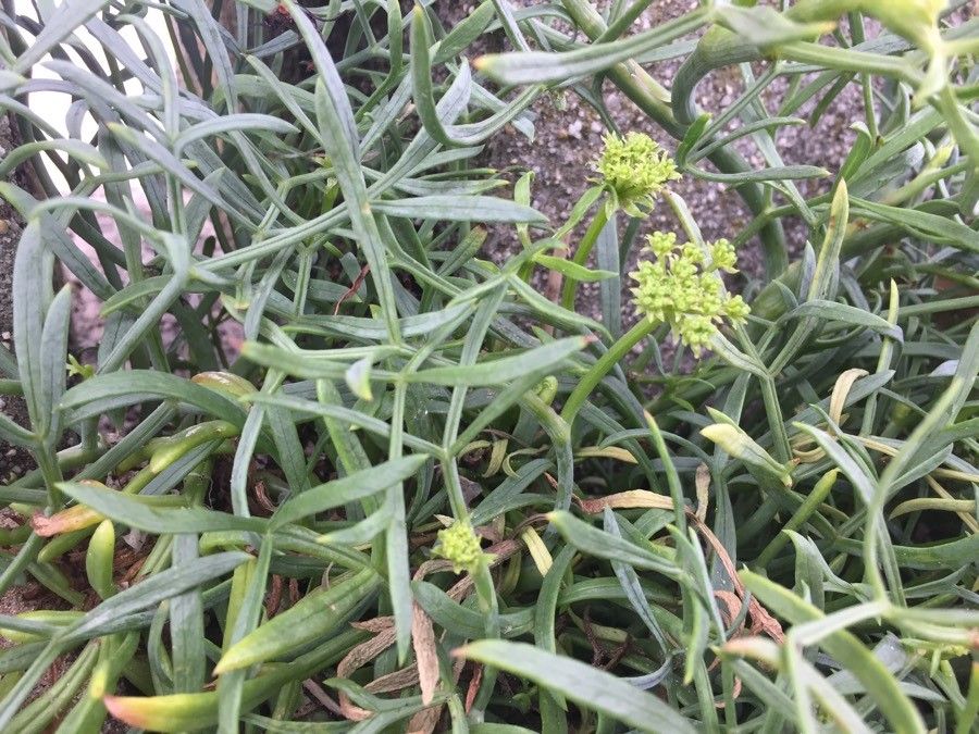 Crithmum maritimum leaf