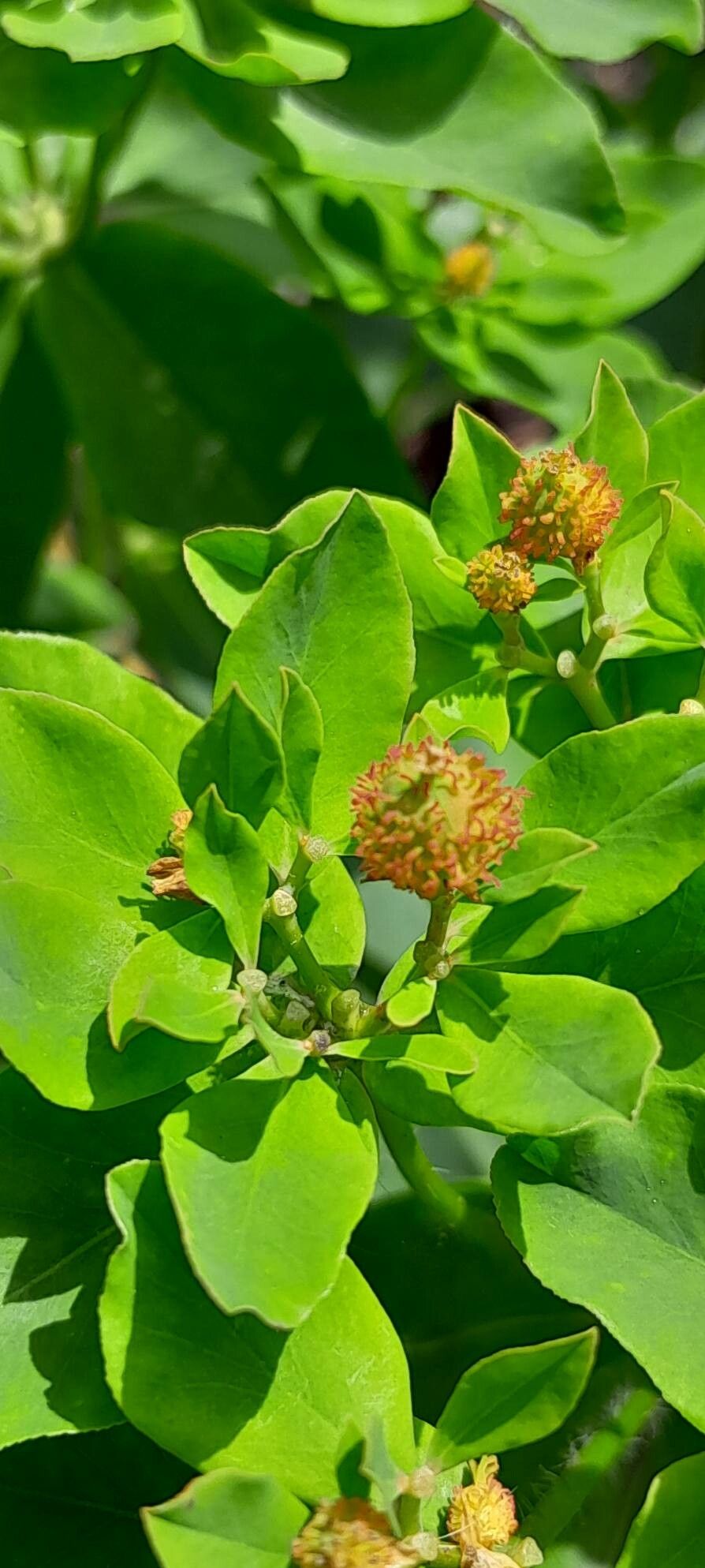 Euphorbia epithymoides fruit