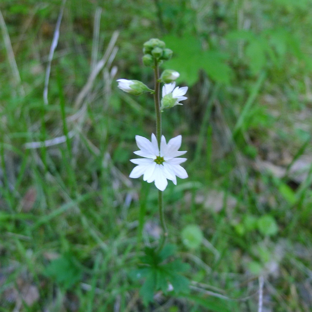 Lithophragma affine habit