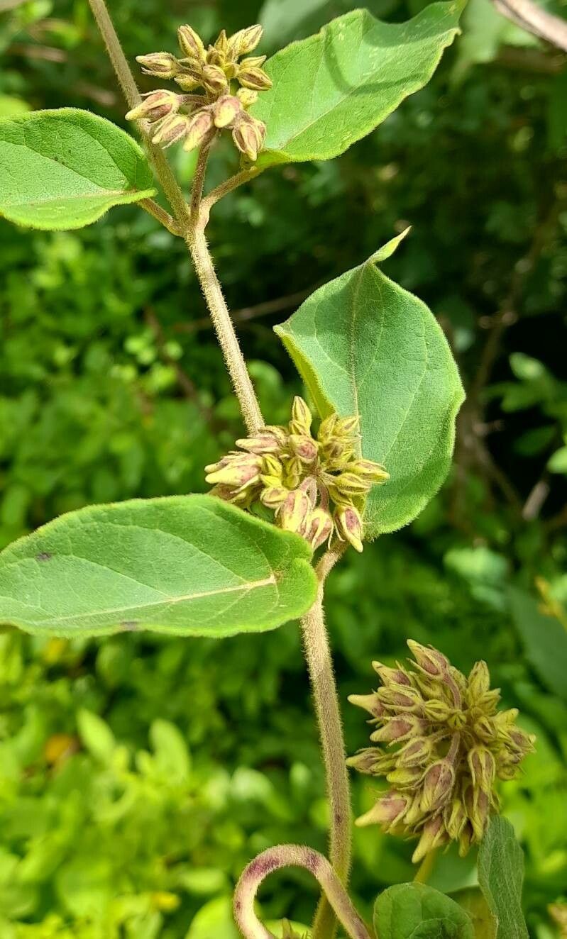 Oxypetalum brachystemma flower