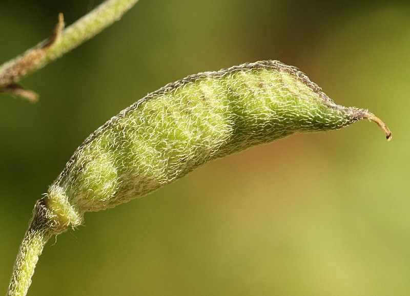 Delphinium pubescens fruit