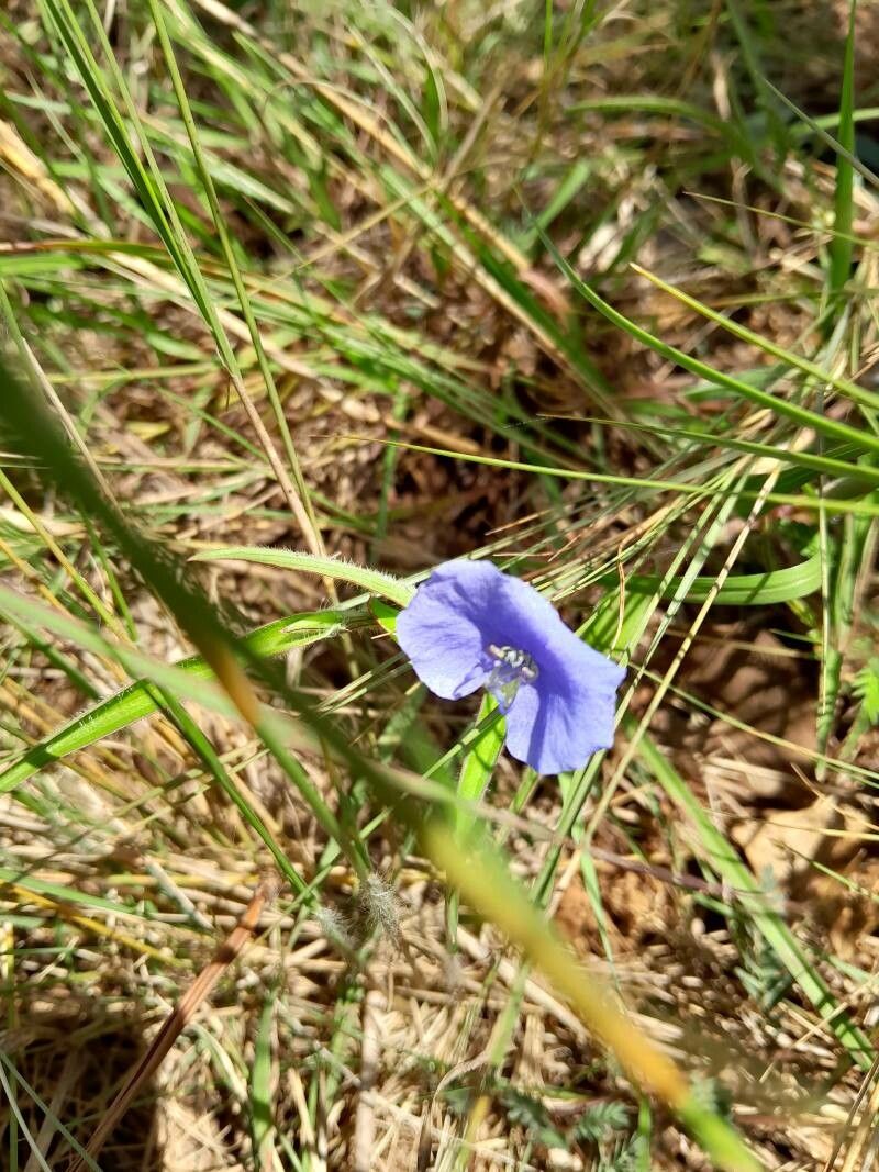Commelina madagascarica flower