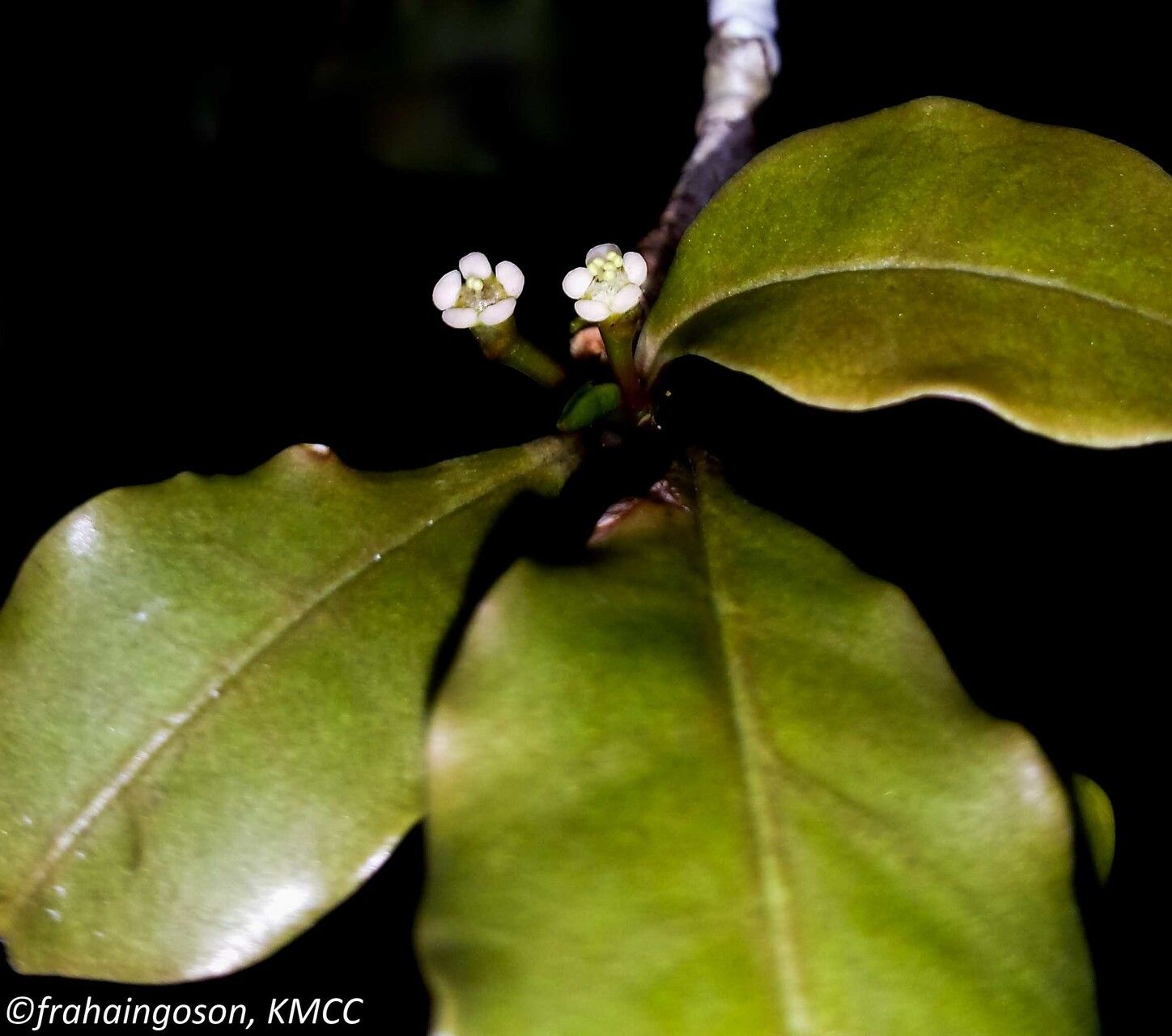 Euphorbia boivinii flower