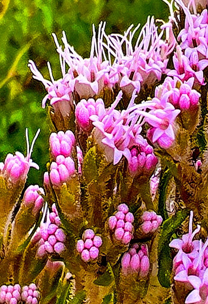 Carphephorus paniculatus — related species from the same genus