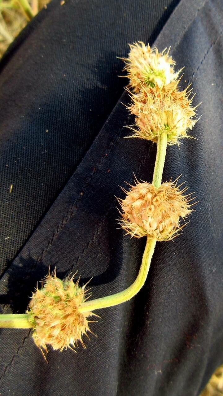 Waltheria indica fruit