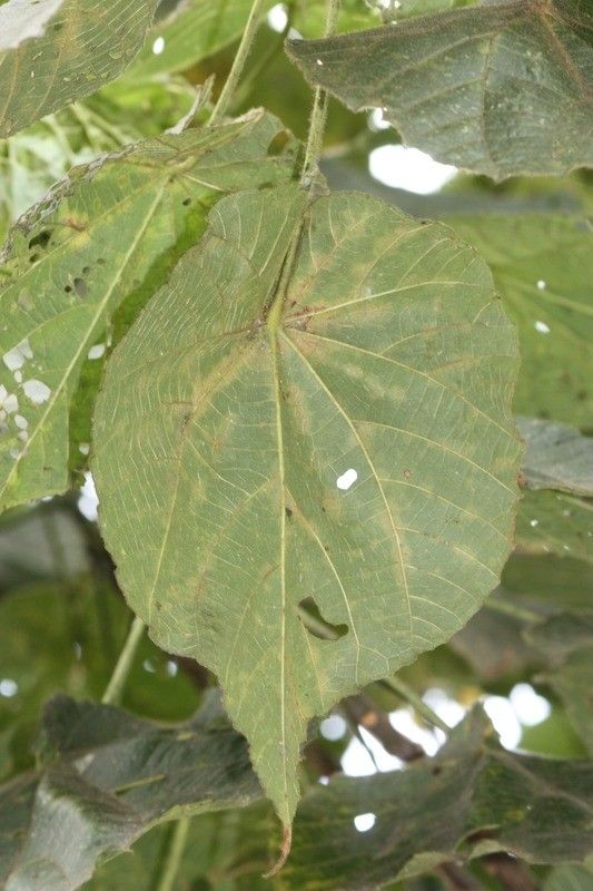Dombeya pilosa leaf