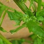Chenopodium album