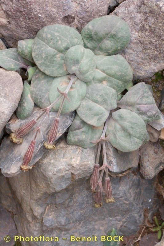 Silene ayachica — houseplant care guide