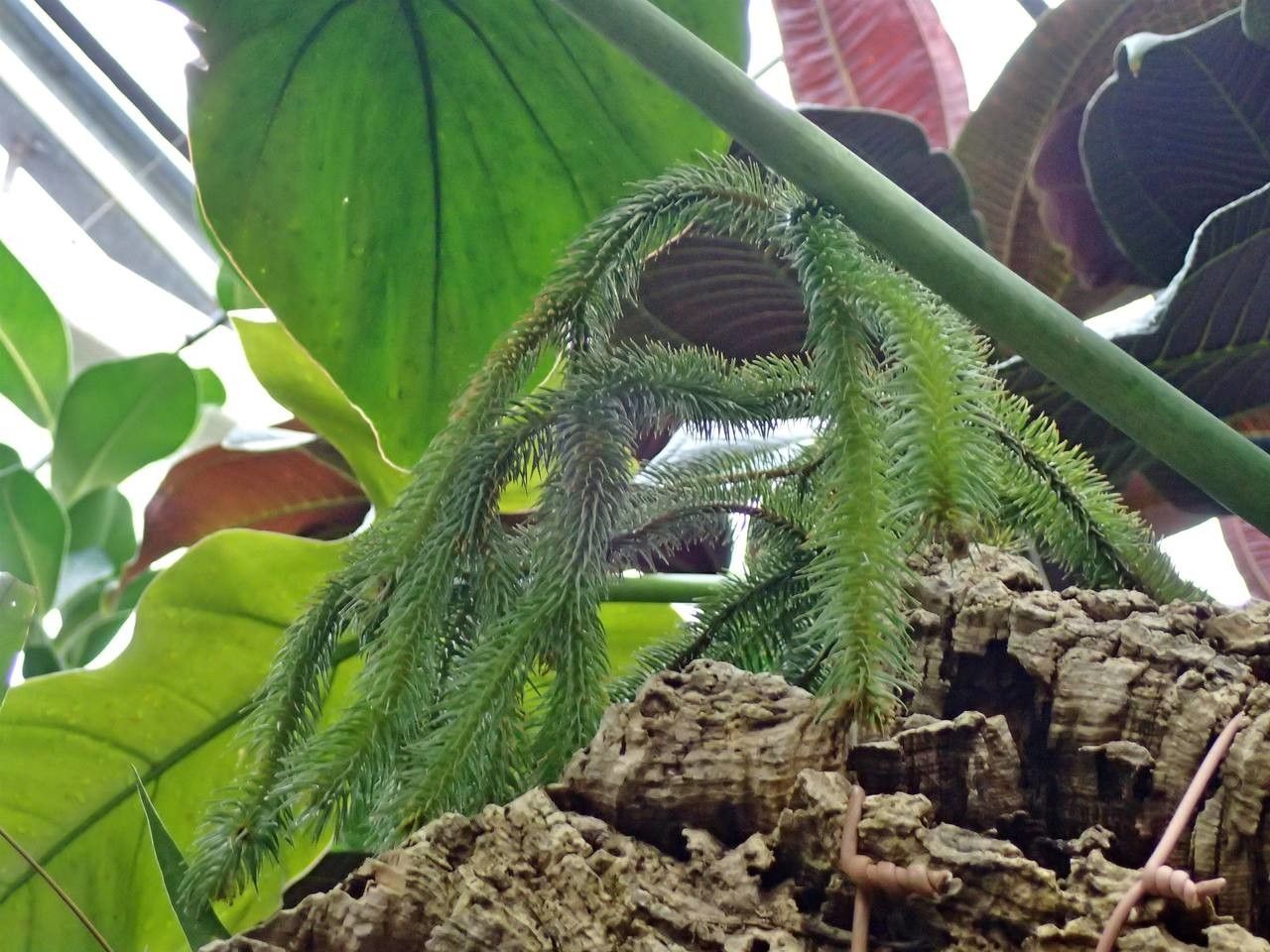 Huperzia squarrosa habit