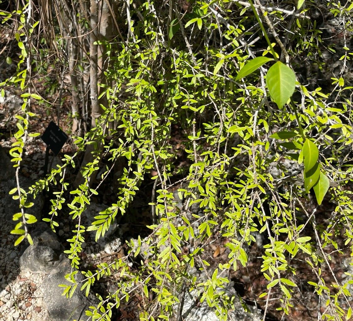 Malpighia cubensis — related species from the same genus