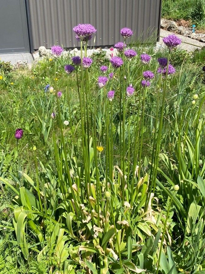 Allium validum habit