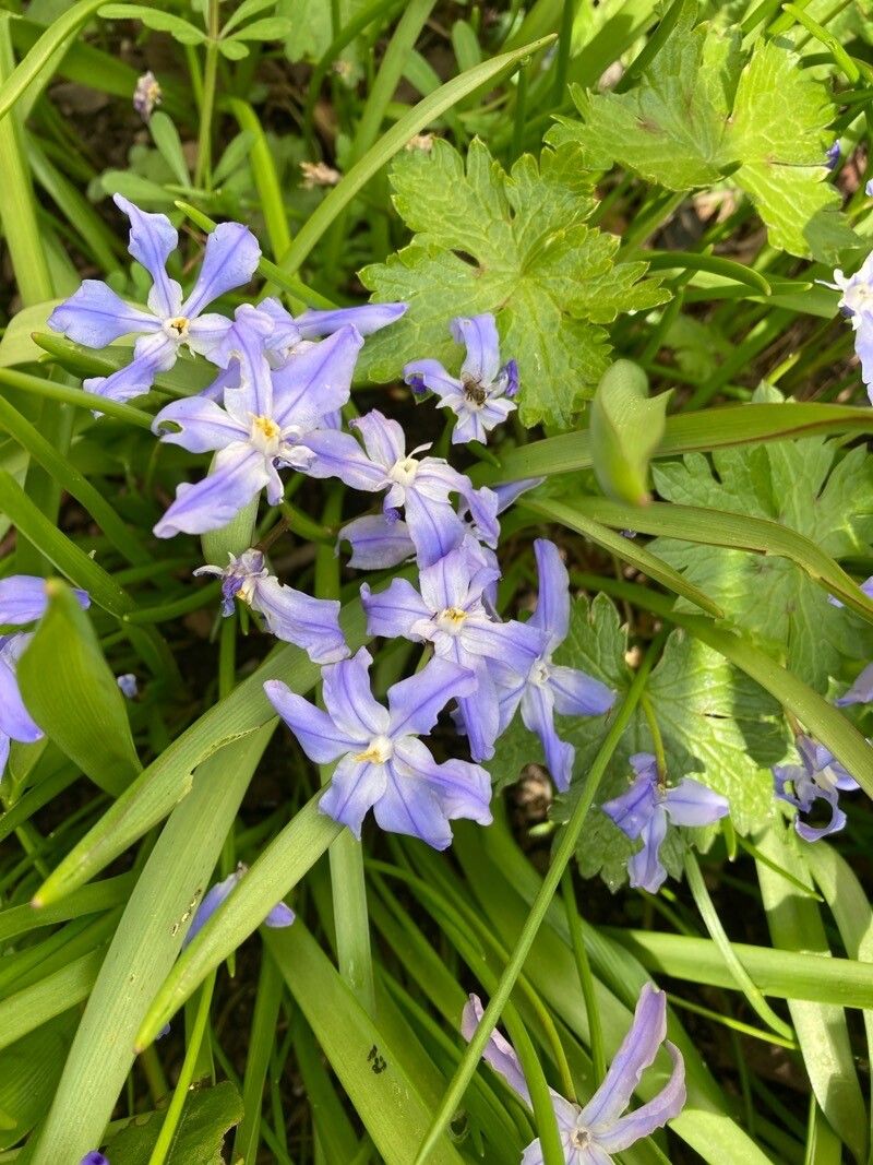 Androstephium coeruleum — related species from the same genus