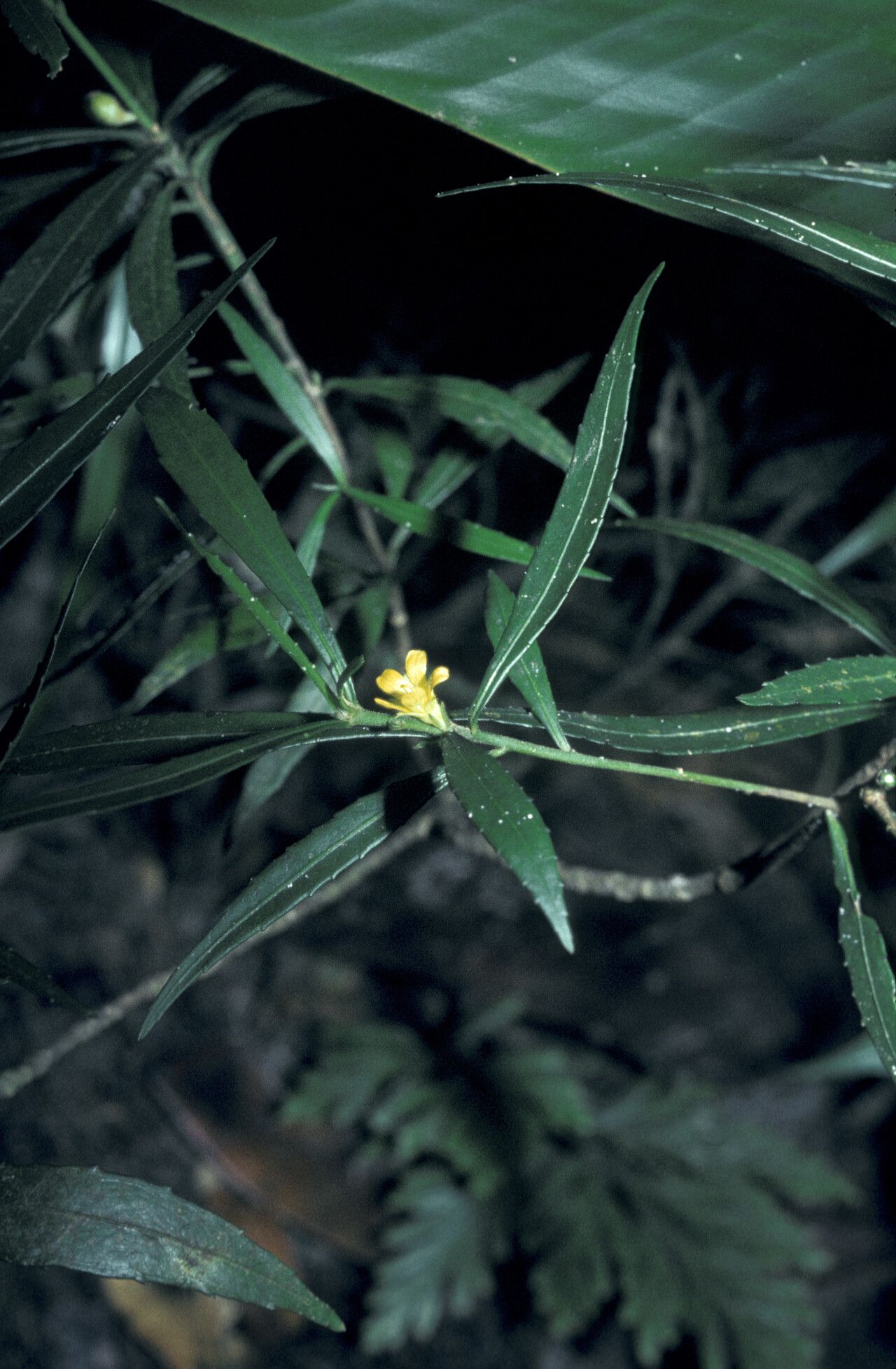 Turnera rupestris flower