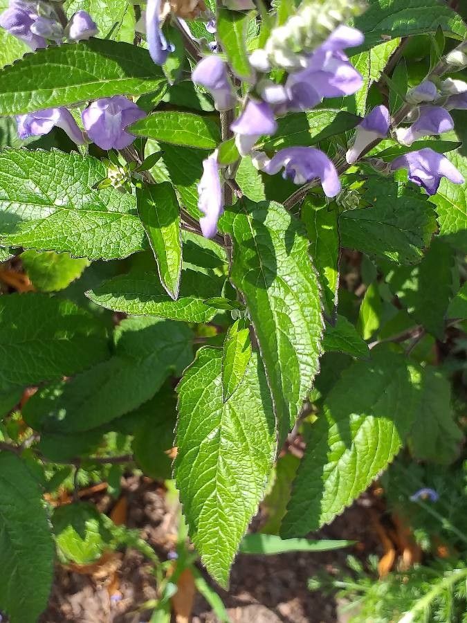 Scutellaria incana leaf