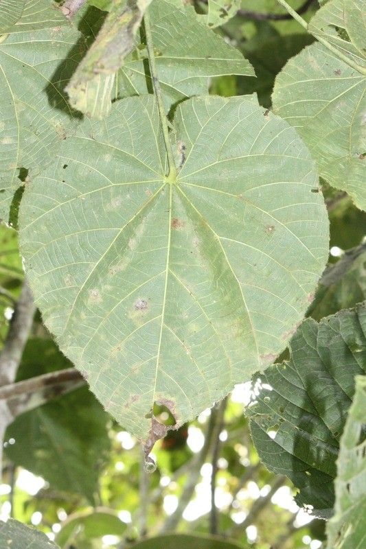 Dombeya pilosa — search result for 'Dombeya'
