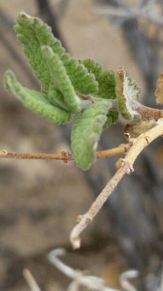 Salvia cuspidata leaf