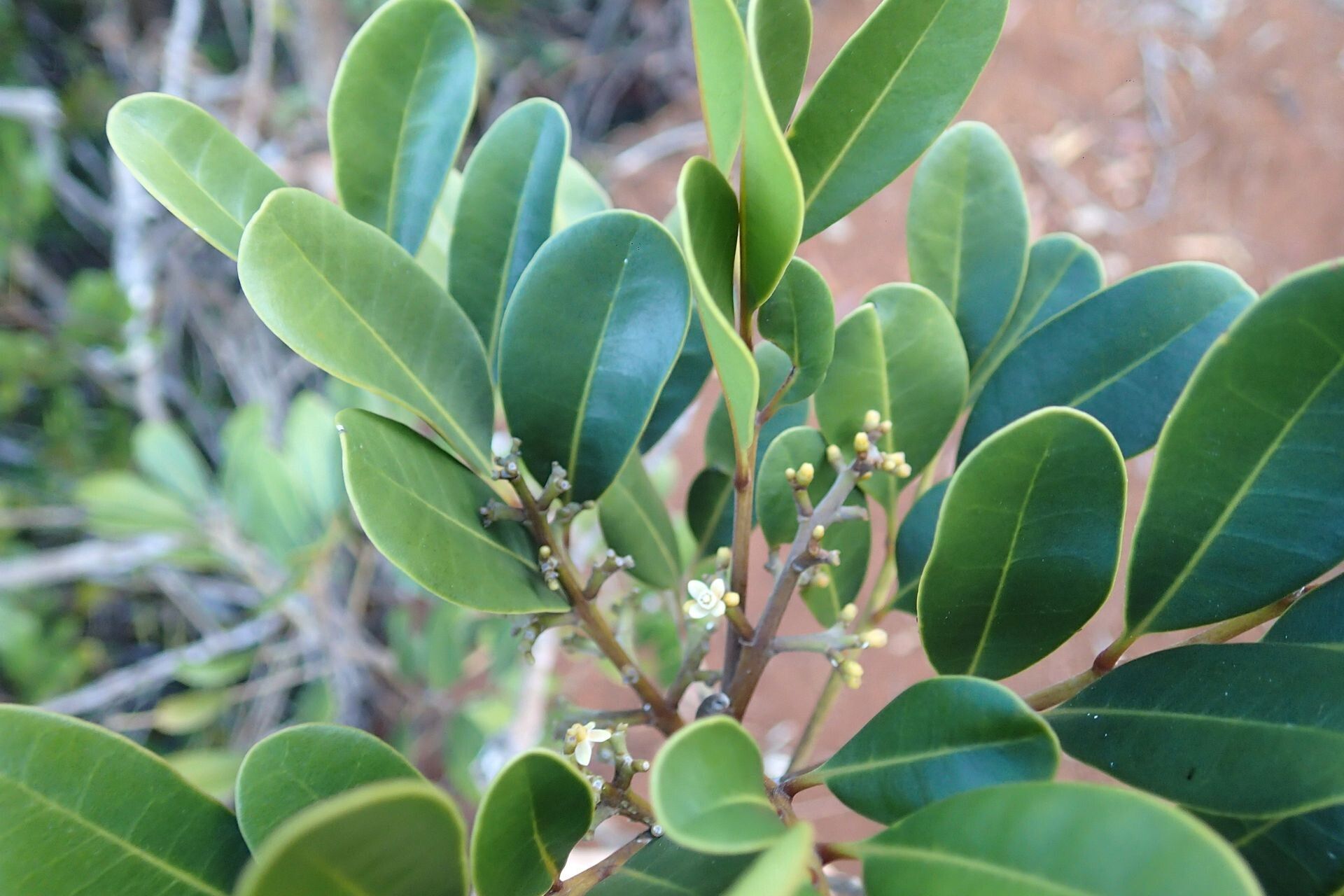 Didymocheton minutiflorus — houseplant care guide