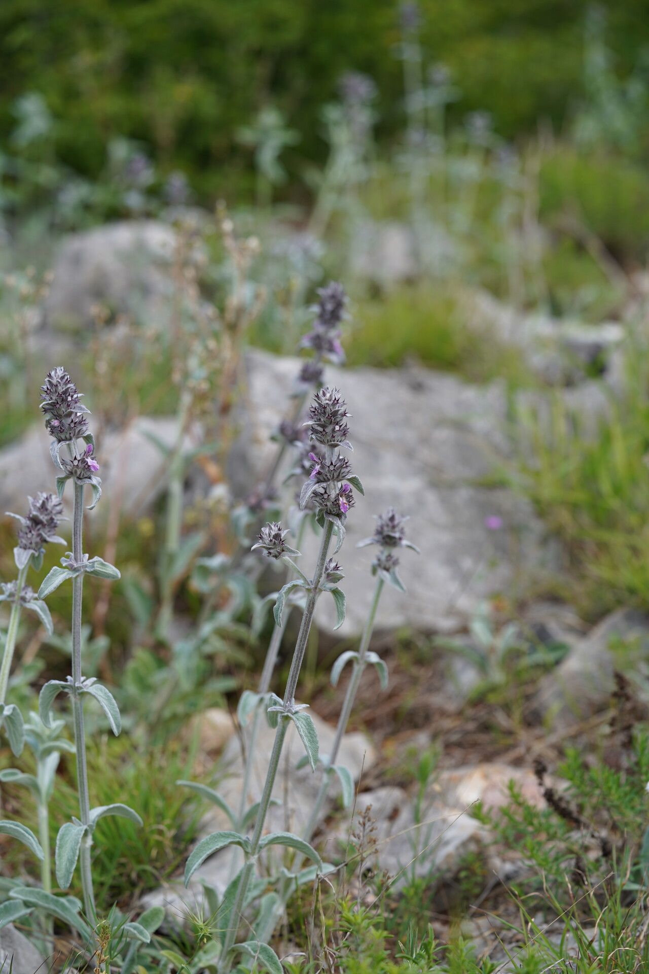 Stachys thirkei habit