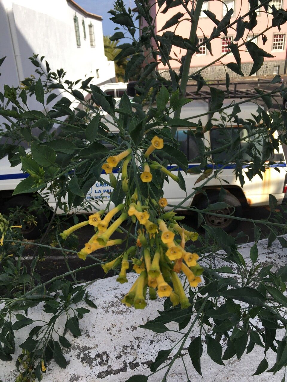 Nicotiana glauca flower