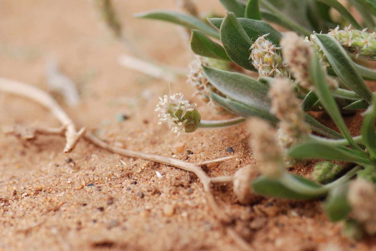 Plantago ciliata flower