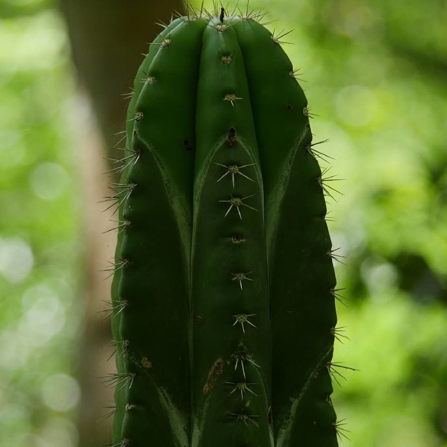 Stenocereus aragonii — related species from the same genus