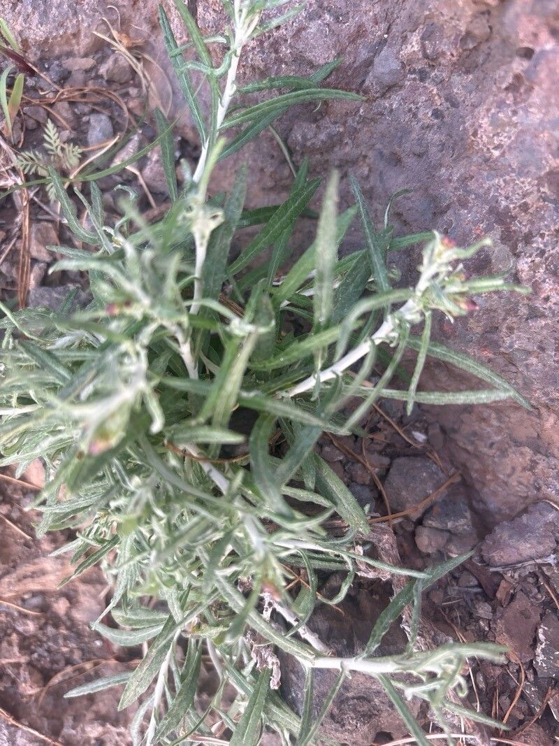 Phagnalon purpurascens — related species from the same genus