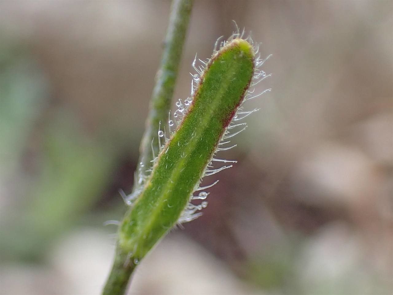 Biscutella minor — houseplant care guide