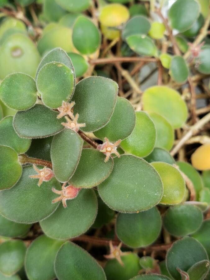 Codonanthe devosiana other