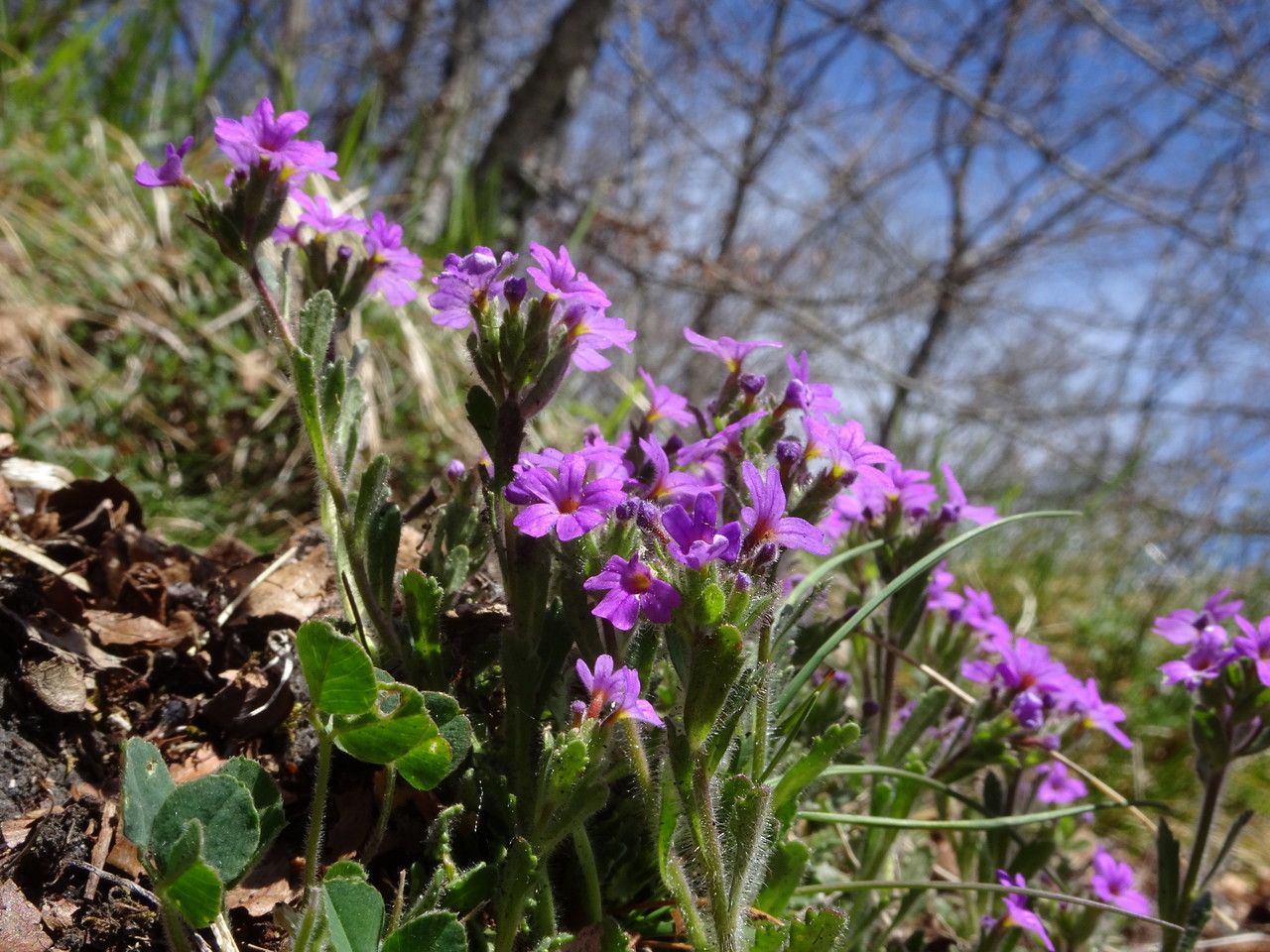 Erinus alpinus flower