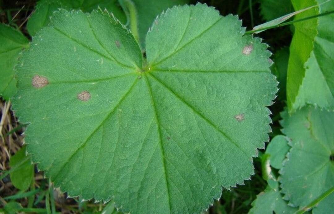 Alchemilla crinita flower