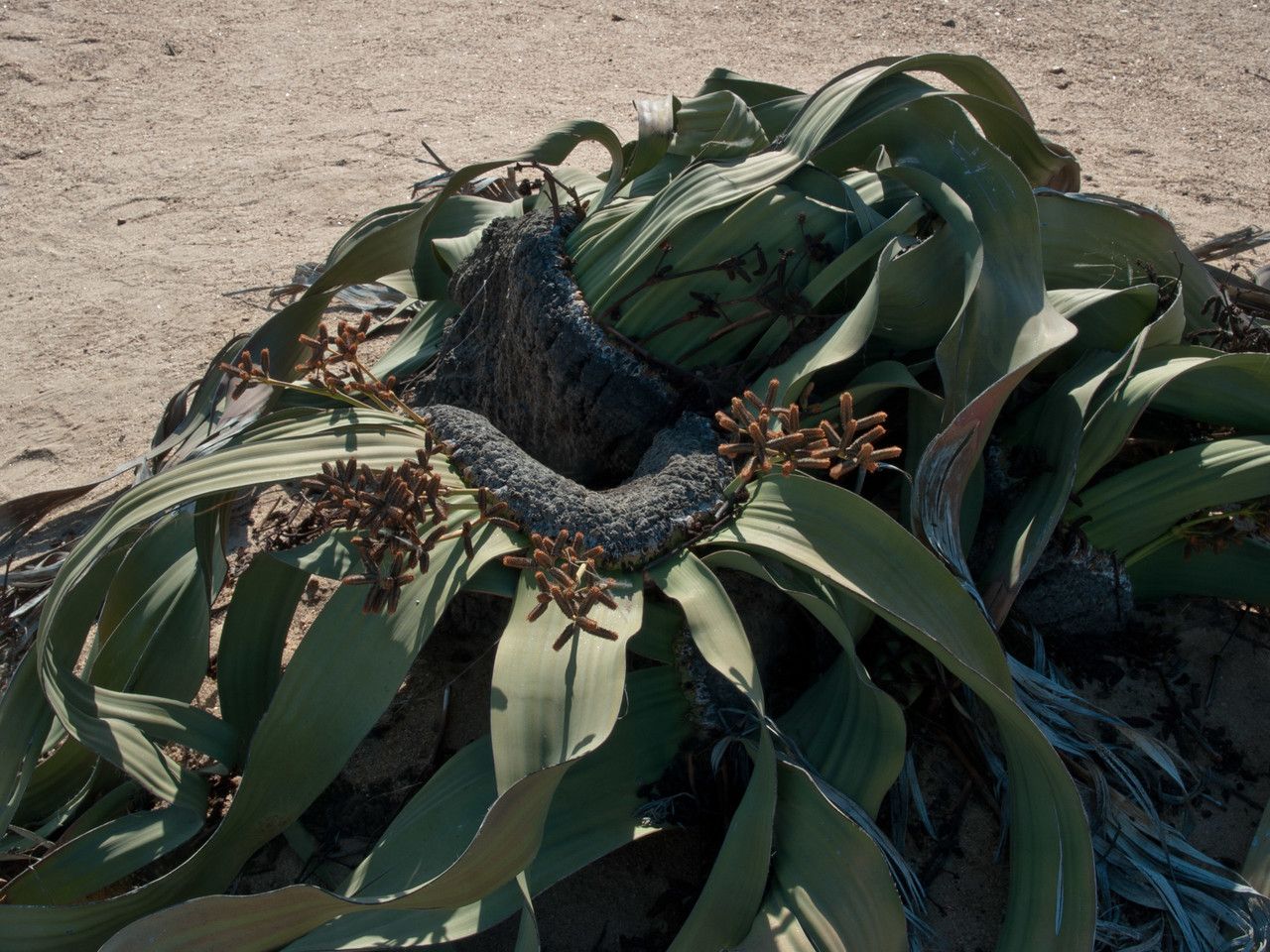 Welwitschia mirabilis flower