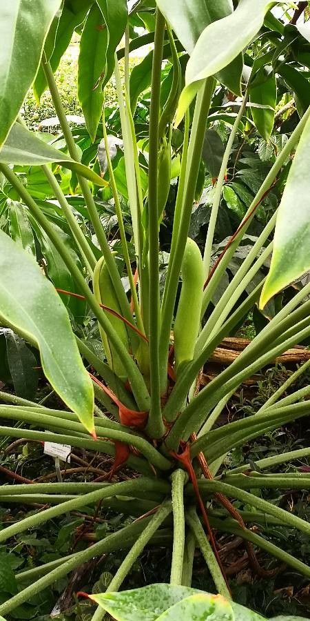 Philodendron goeldii flower