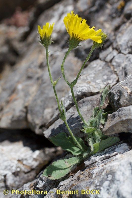 Hieracium colmeiroanum habit