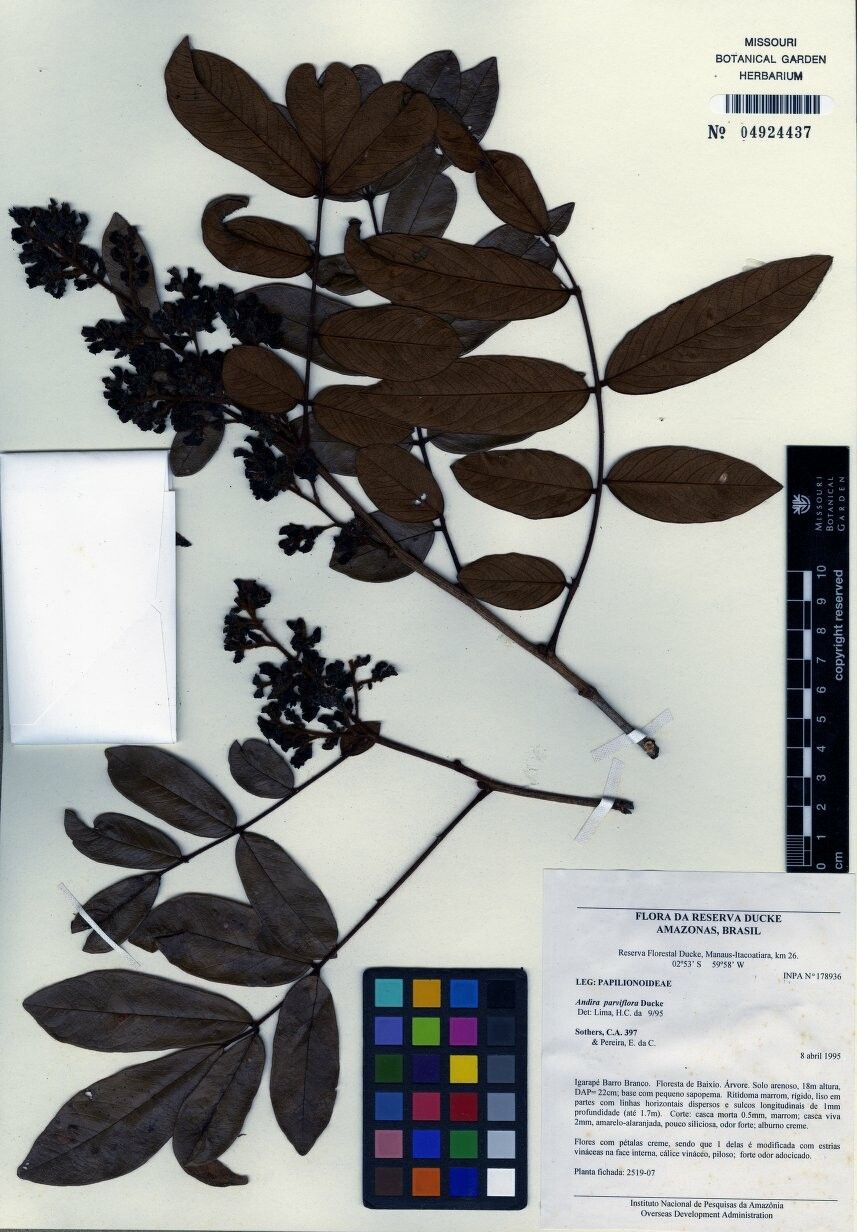 Andira parviflora — search result for 'Andira'