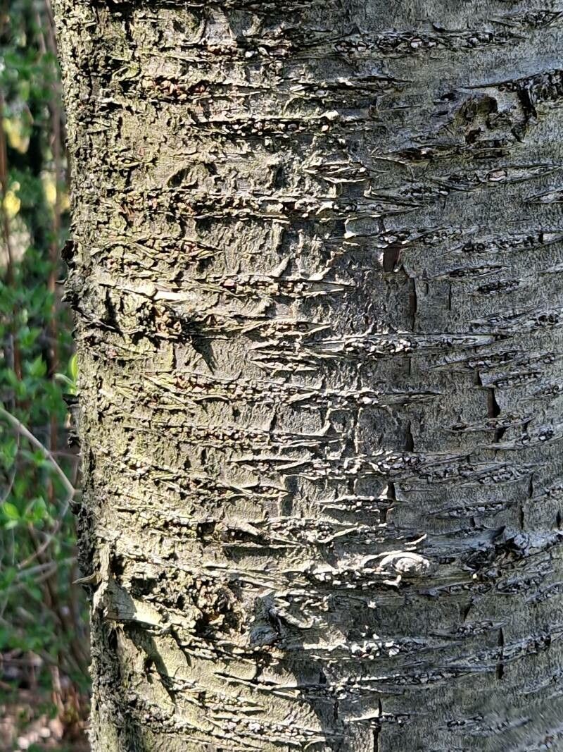 Prunus × gondouinii bark