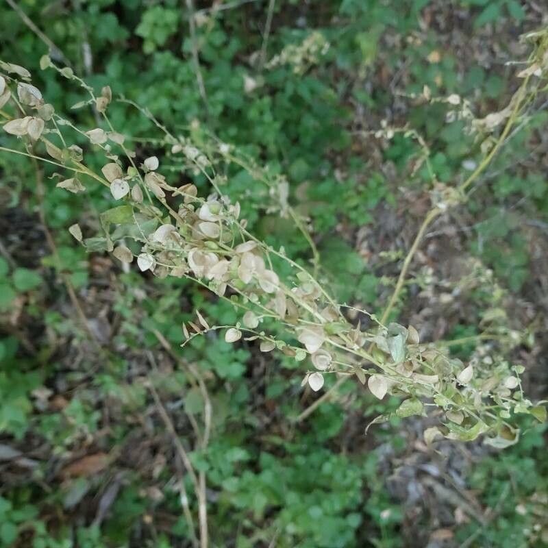 Atriplex sagittata fruit