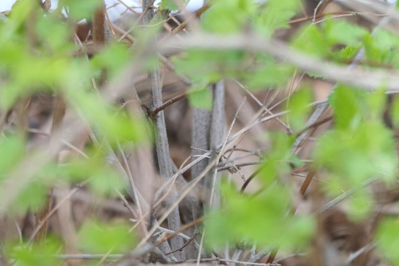Neviusia cliftonii bark