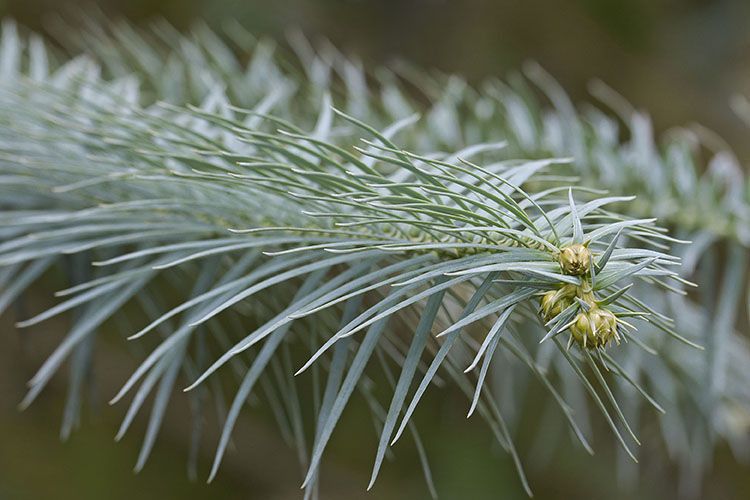 Cunninghamia lanceolata flower