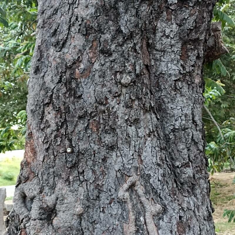 Cassia moschata bark