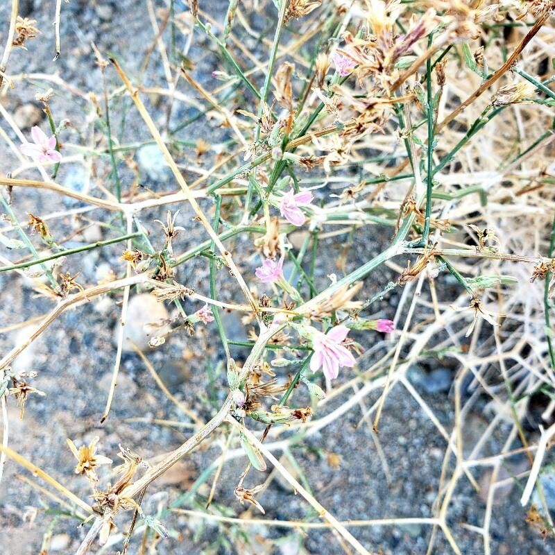 Stephanomeria exigua — related species from the same genus