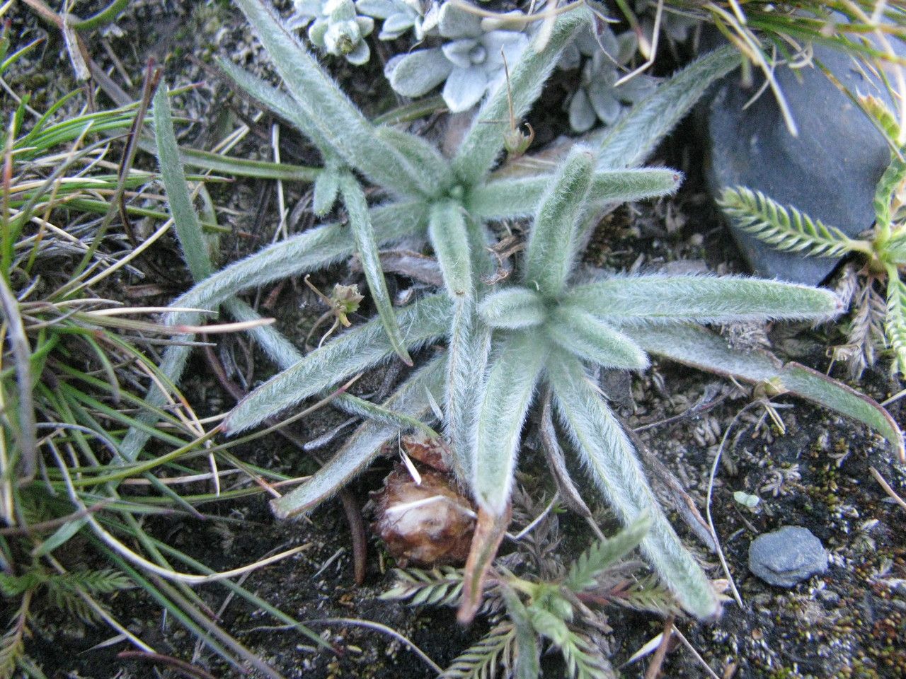 Bougueria nubicola — search result for 'Plantago'
