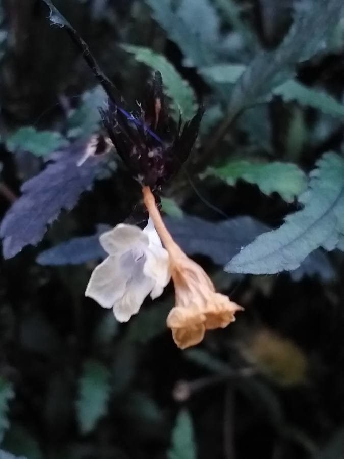 Hemigraphis repanda flower