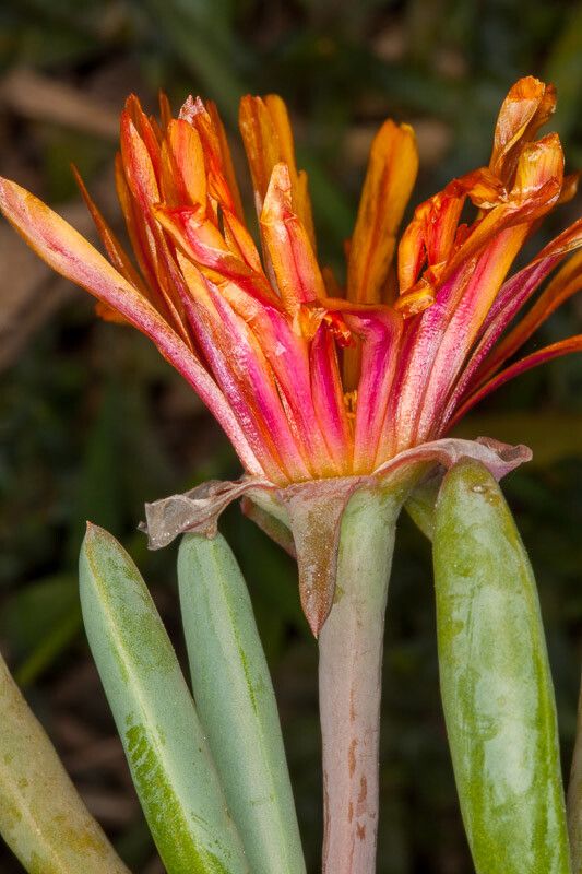 Lampranthus aureus bark