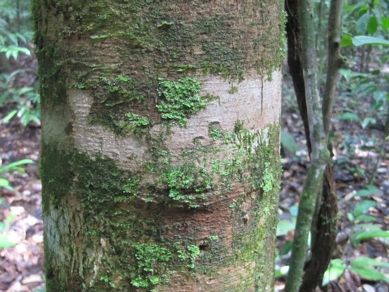 Inga grandiflora bark