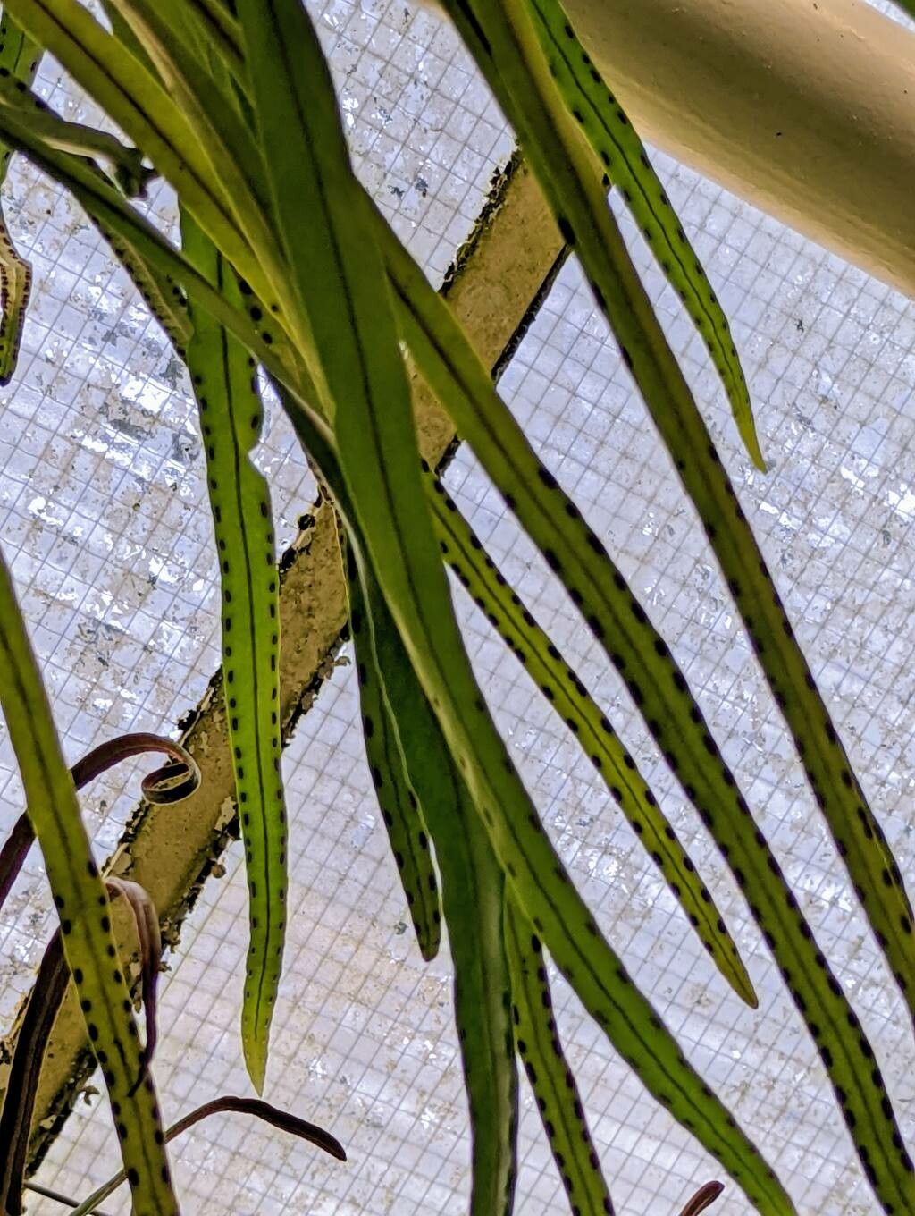 Lepisorus longifolius — search result for 'Polypodiaceae'