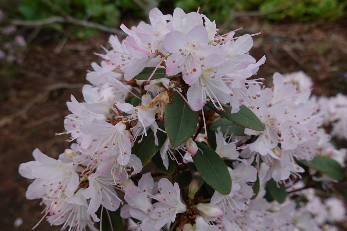 Rhododendron racemosum flower